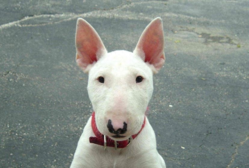 长相最像孙红雷,狗中表情帝斗牛梗太威武