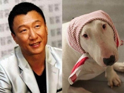 长相最像孙红雷,狗中表情帝斗牛梗太威武