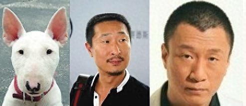 长相最像孙红雷,狗中表情帝斗牛梗太威武
