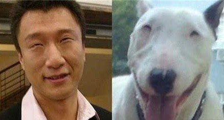 长相最像孙红雷,狗中表情帝斗牛梗太威武