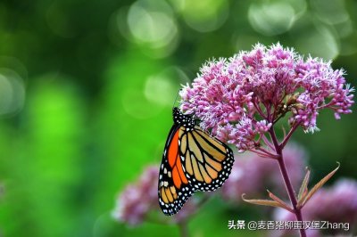 ​帝王斑蝶认识一下