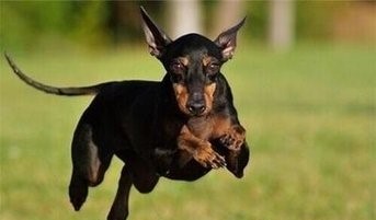 毛色发红，世界缉毒犬的第一首选：红狼犬超威武