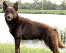 毛色发红，世界缉毒犬的第一首选：红狼犬超威武