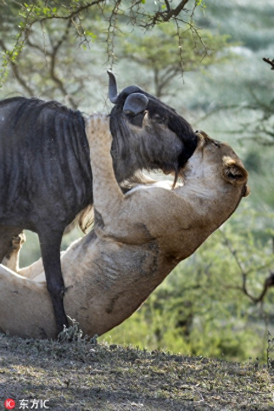 坦桑尼亚狮子捕食角马上演夺命之吻