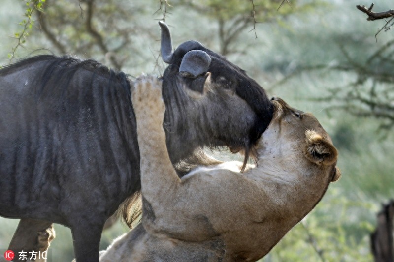 坦桑尼亚狮子捕食角马上演夺命之吻