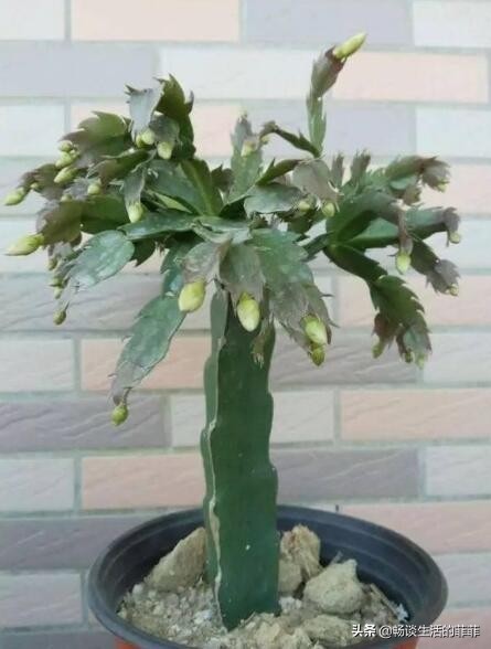 用三棱箭嫁接蟹爪兰成活率非常高，下面我们就来看看两种嫁接方法