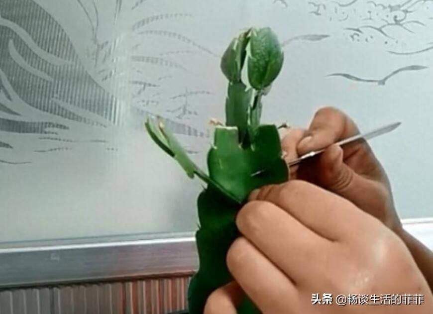 用三棱箭嫁接蟹爪兰成活率非常高，下面我们就来看看两种嫁接方法