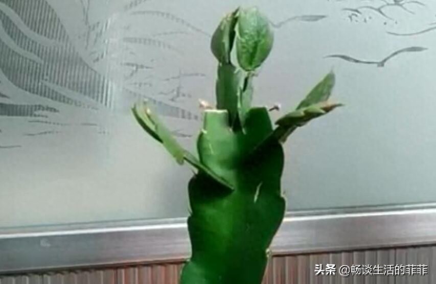 用三棱箭嫁接蟹爪兰成活率非常高，下面我们就来看看两种嫁接方法