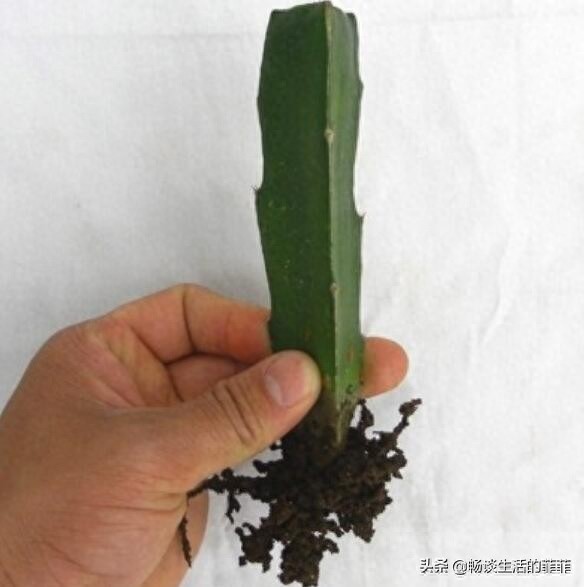 用三棱箭嫁接蟹爪兰成活率非常高，下面我们就来看看两种嫁接方法