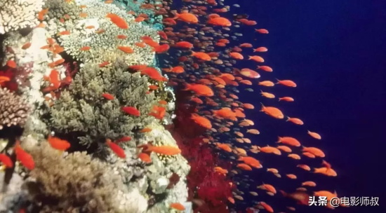 好看的电影纪录片有哪些（11部比大片还爽的纪录电影推荐）