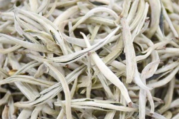 白毫银针可以存放多久 白毫银针放冰箱储存好吗 白毫银针可以存放多久 白毫银针放冰箱储存好吗