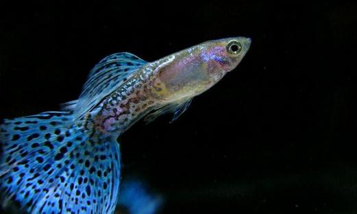 孔雀鱼的饲养环境-孔雀鱼如何饲养?