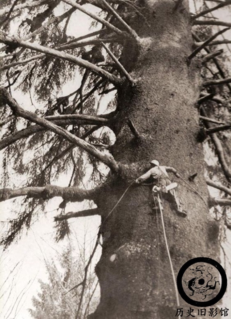 一组历史罕见老照片：图二是长相奇怪的类人猿，图三骑手很漂亮